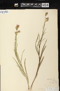 Liatris cylindracea image