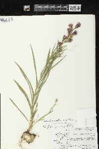 Liatris cylindracea image