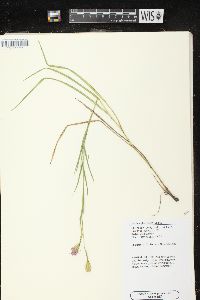 Liatris cylindracea image