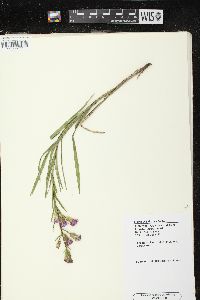 Liatris cylindracea image