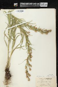 Liatris cylindracea image