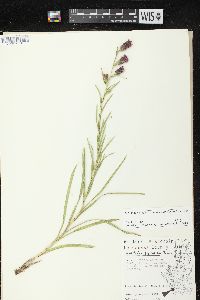 Liatris cylindracea image