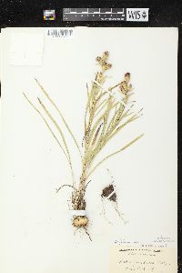 Liatris cylindracea image