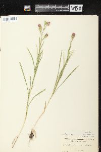 Liatris cylindracea image