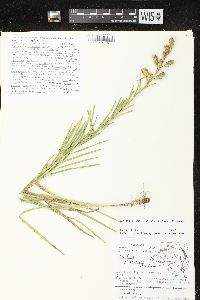 Liatris cylindracea image