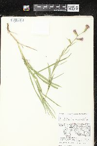 Liatris cylindracea image