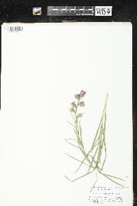 Liatris cylindracea image