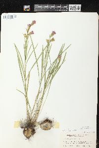 Liatris cylindracea image