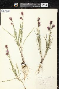 Liatris cylindracea image