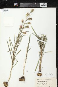 Liatris cylindracea image