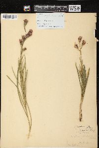 Liatris cylindracea image