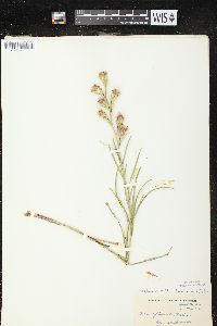 Liatris cylindracea image