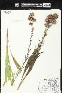 Liatris ligulistylis image