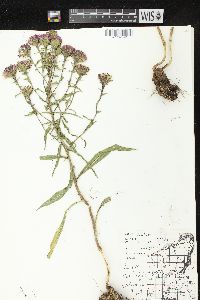 Liatris ligulistylis image