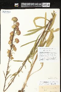 Liatris ligulistylis image