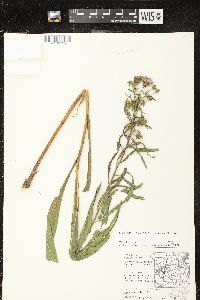 Liatris ligulistylis image