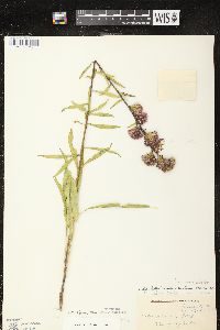 Liatris ligulistylis image