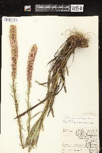 Liatris pycnostachya image