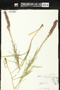 Liatris pycnostachya var. pycnostachya image