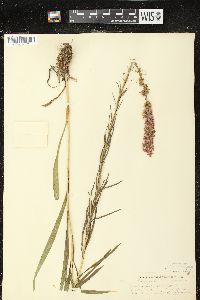 Liatris pycnostachya image