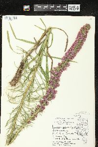 Liatris pycnostachya var. pycnostachya image