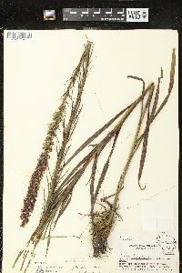 Liatris pycnostachya image