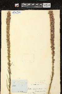 Liatris pycnostachya var. pycnostachya image