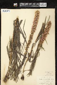 Liatris pycnostachya var. pycnostachya image