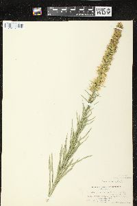 Liatris pycnostachya image