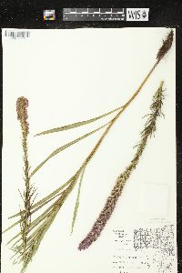 Liatris pycnostachya image