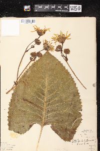 Silphium terebinthinaceum image