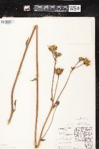 Silphium terebinthinaceum image