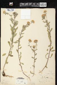 Heterotheca villosa var. ballardii image
