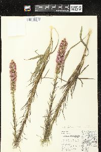 Liatris pycnostachya var. pycnostachya image