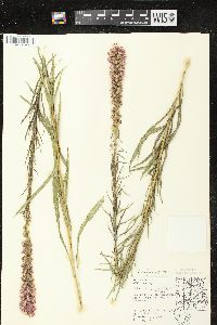 Liatris pycnostachya var. pycnostachya image