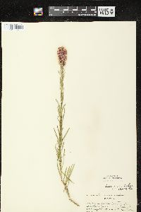 Liatris pycnostachya var. pycnostachya image