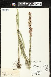 Liatris pycnostachya var. pycnostachya image