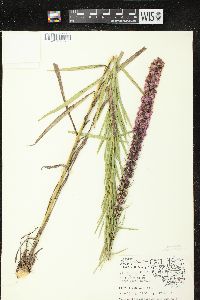 Liatris pycnostachya image