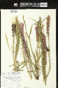 Liatris pycnostachya var. pycnostachya image