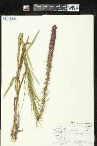 Liatris pycnostachya var. pycnostachya image