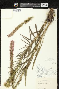 Liatris pycnostachya var. pycnostachya image