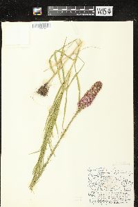 Liatris pycnostachya image