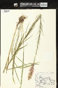 Liatris pycnostachya image