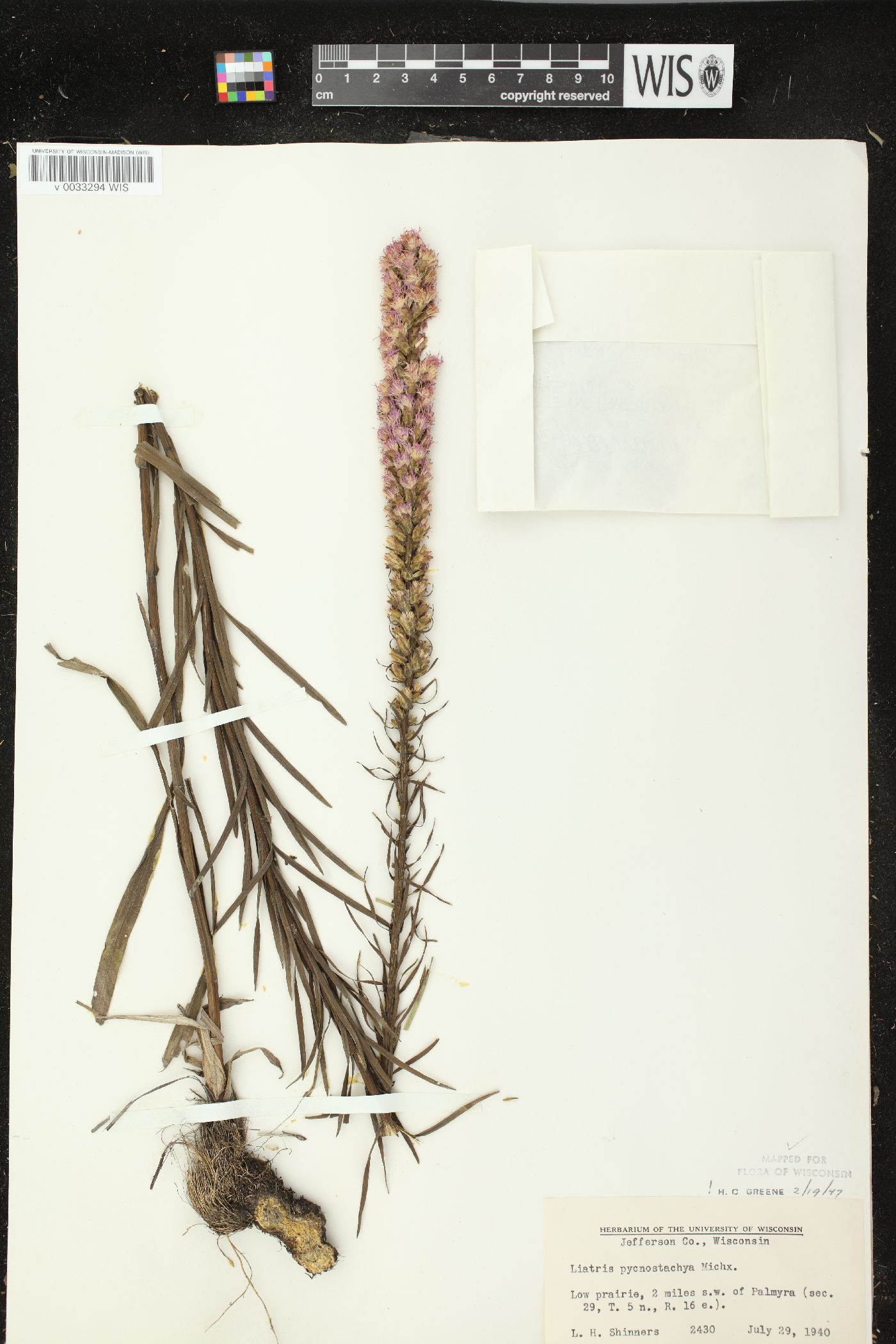 Liatris pycnostachya var. pycnostachya image