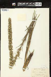 Liatris pycnostachya var. pycnostachya image