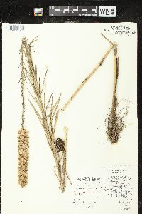 Liatris pycnostachya image