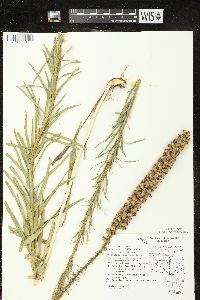 Liatris pycnostachya image