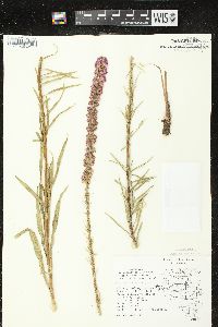 Liatris pycnostachya var. pycnostachya image