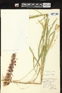 Liatris pycnostachya image