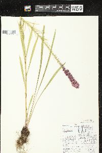 Liatris pycnostachya image